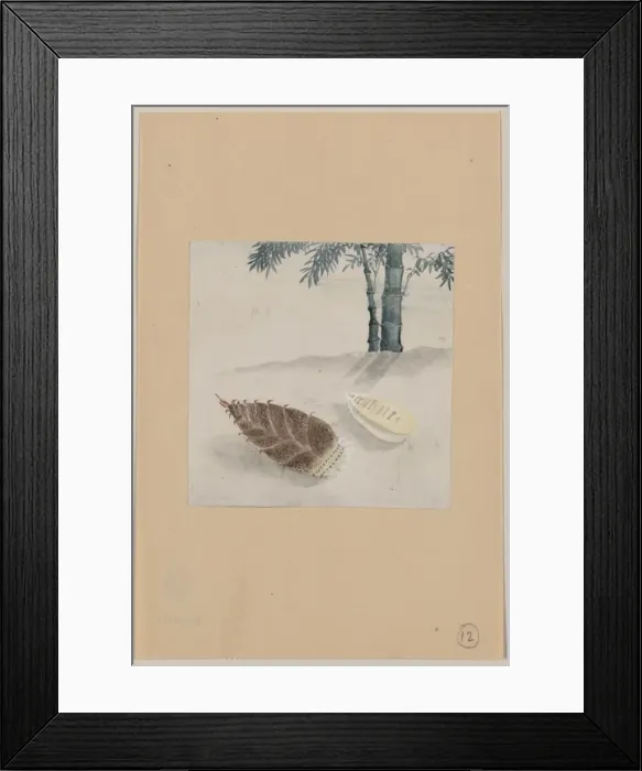 Framed Print : Bamboo shoot with plant growing in the background Framed Print : Bamboo shoot with plant growing in the background
