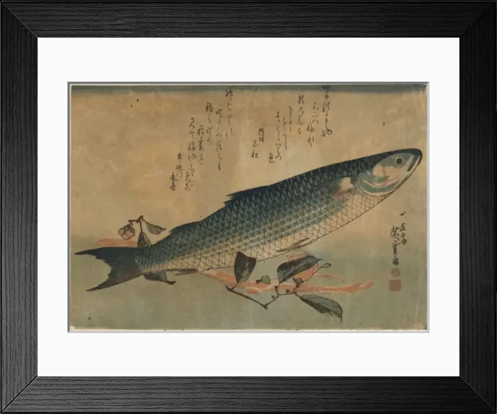 Framed Print : Striped mullet (Bora) Framed Print : Striped mullet (Bora)