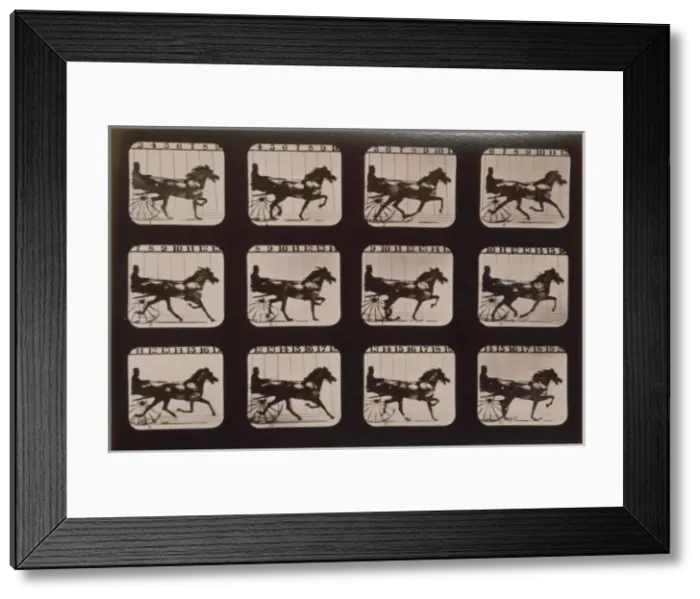 Framed Print : Horses. Trotting Framed Print : Horses. Trotting