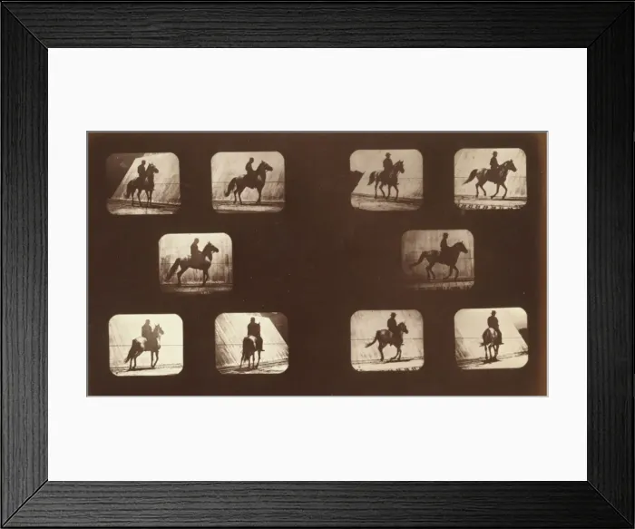 Framed Print : Horses. Cantering Framed Print : Horses. Cantering