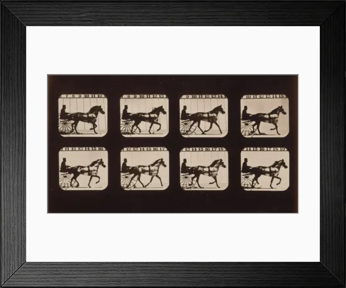 Framed Print : Horses. Trotting Framed Print : Horses. Trotting