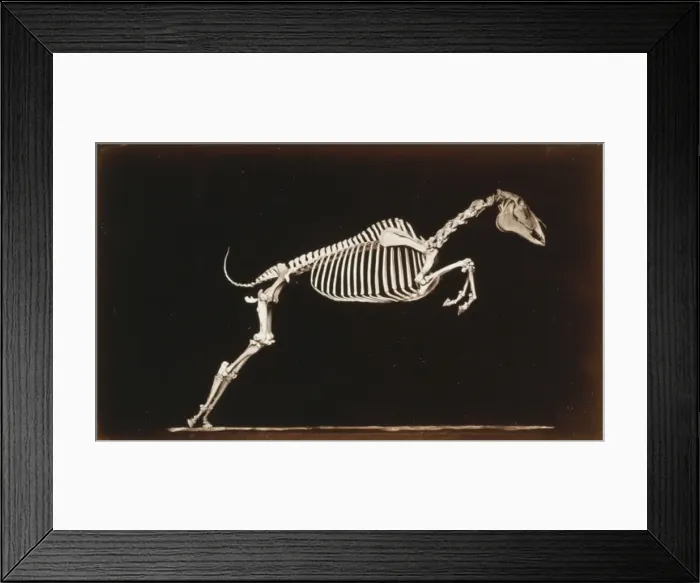 Framed Print : Skeleton of horse. Leaping. Leaving the ground Framed Print : Skeleton of horse. Leaping. Leaving the ground
