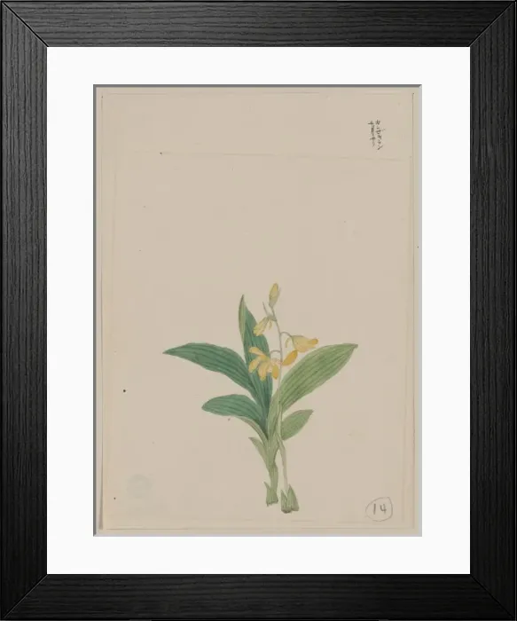 Framed Print : Yellow blossoms on stem above leaves of a kin-ran or golden Framed Print : Yellow blossoms on stem above leaves of a kin-ran or golden