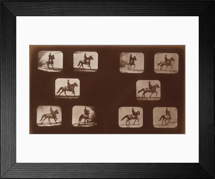 Framed Print : Horses. Trotting Framed Print : Horses. Trotting
