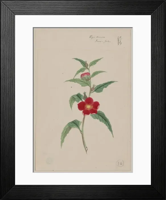 Framed Print : Koji kuwa - June-July Framed Print : Koji kuwa - June-July