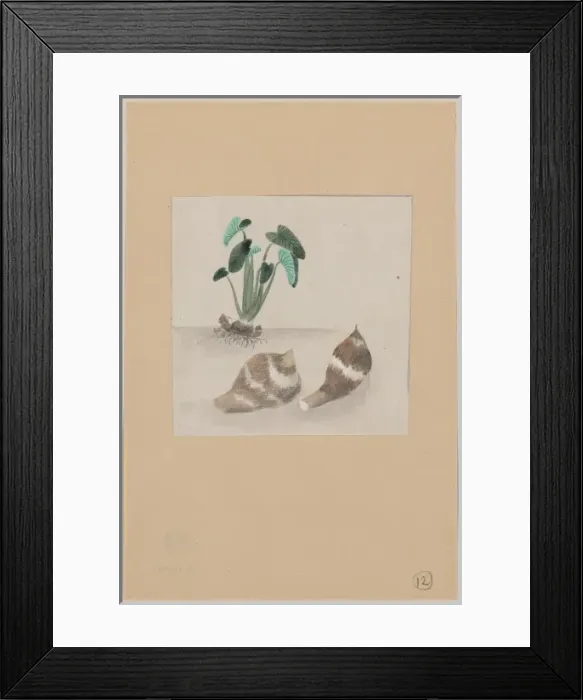 Framed Print : Satoimo taro potato with plant growing in the background Framed Print : Satoimo taro potato with plant growing in the background