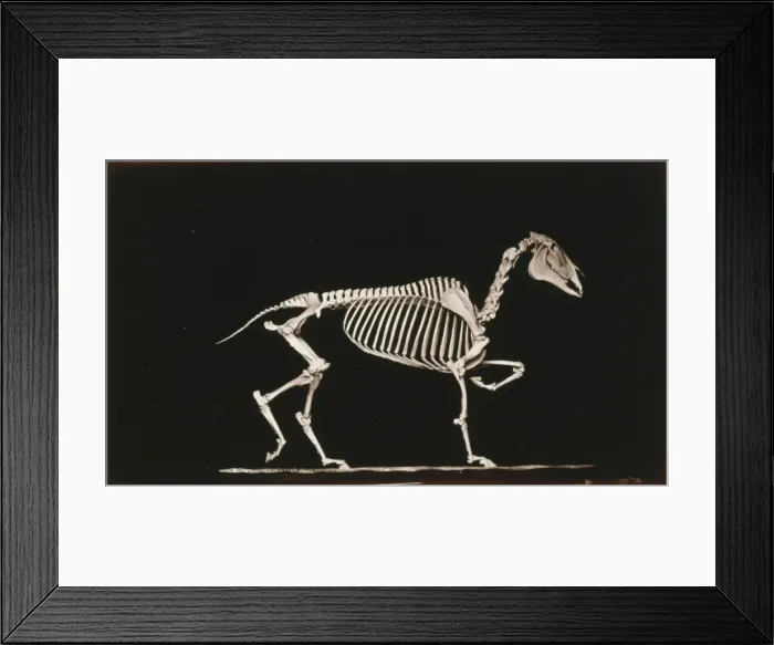 Framed Print : Skeleton of horse. Trotting. On the ground Framed Print : Skeleton of horse. Trotting. On the ground