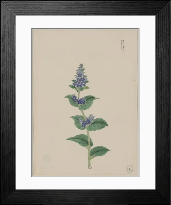 Framed Print : Blue blossoms on stalk with leaves Framed Print : Blue blossoms on stalk with leaves