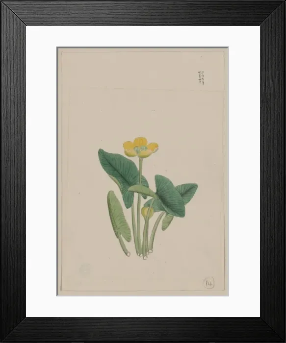 Framed Print : Lotus-like plant with yellow blossom and large leaves, each Framed Print : Lotus-like plant with yellow blossom and large leaves, each