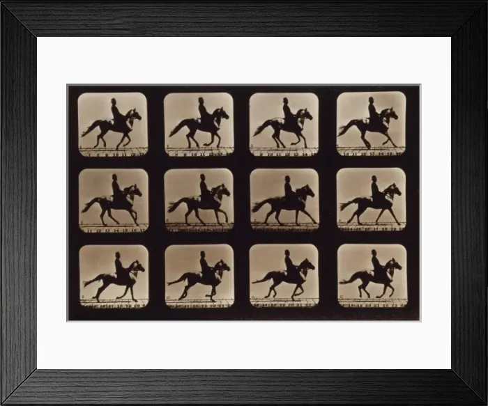 Framed Print : Horses. Cantering Framed Print : Horses. Cantering