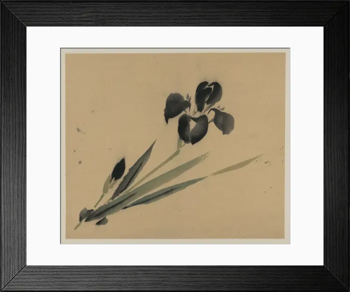 Framed Print : Iris?. Date between 1800 and 1870 Framed Print : Iris?. Date between 1800 and 1870
