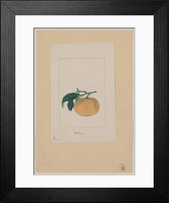 Framed Print : Mikan. Drawing shows the unshUmikan, a type of orange, with stem, part of branch, Framed Print : Mikan. Drawing shows the unshUmikan, a type of orange, with stem, part of branch,