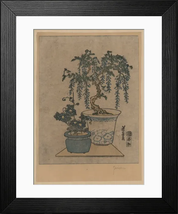 Framed Print : Potted wisteria Framed Print : Potted wisteria