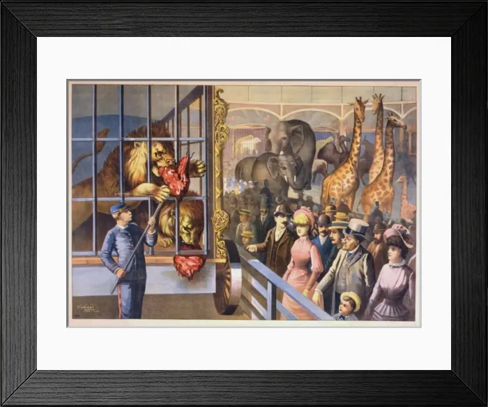 Framed Print : An animal keeper feeding raw meat to lions in a circus cage Framed Print : An animal keeper feeding raw meat to lions in a circus cage