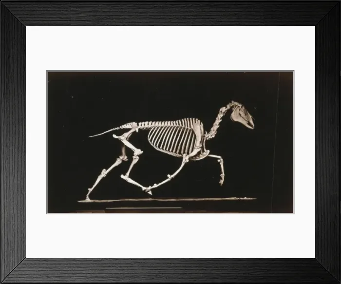 Framed Print : Skeleton of horse. Trotting. Leaving the ground Framed Print : Skeleton of horse. Trotting. Leaving the ground