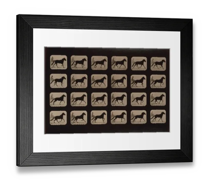 Framed Print : Horses. Trotting change to running Framed Print : Horses. Trotting change to running