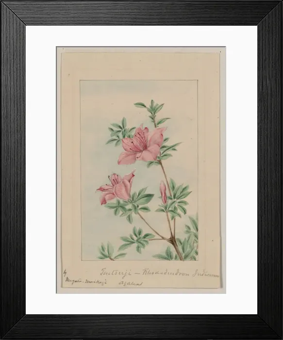 Framed Print : Tsutsuji rhododendron Judicum - azalea Framed Print : Tsutsuji rhododendron Judicum - azalea