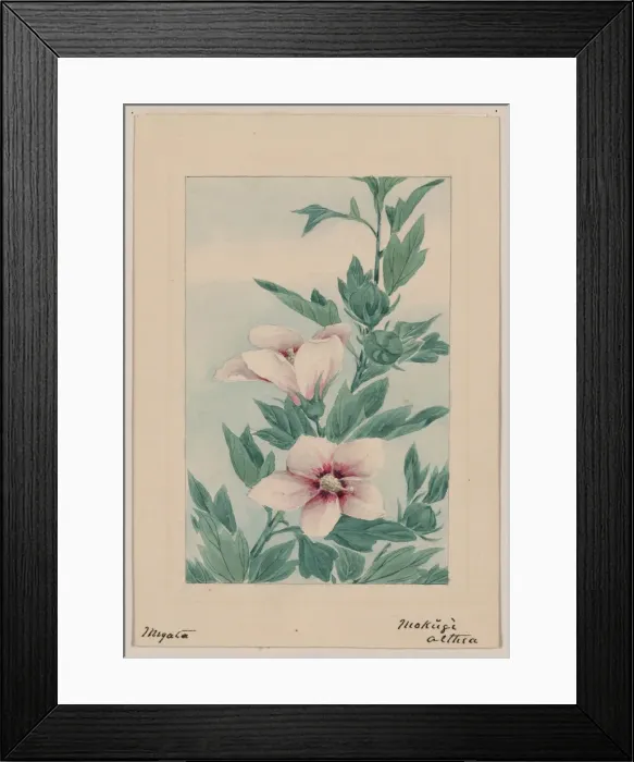 Framed Print : Mokug althea Framed Print : Mokug althea