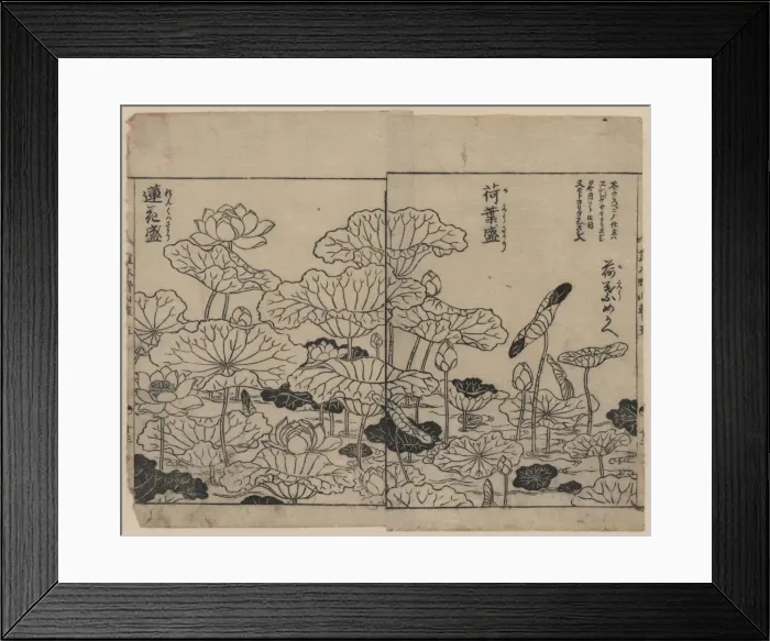 Framed Print : Lotus plants in various stages of development Framed Print : Lotus plants in various stages of development