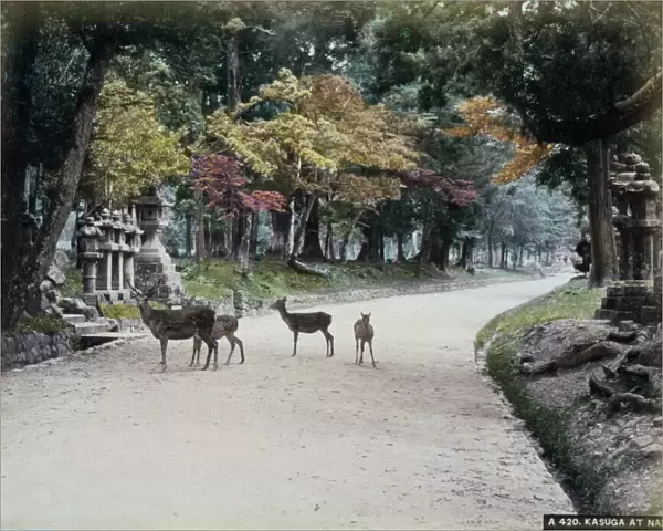 Kasuga at Nara