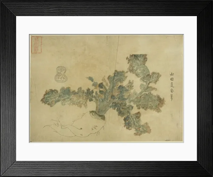 Framed Print : Radish Framed Print : Radish