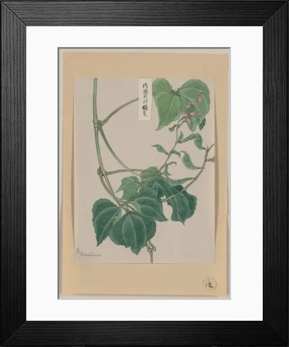 Framed Print : Mame - pea or bean plant showing vine, leaves, pods, and blo Framed Print : Mame - pea or bean plant showing vine, leaves, pods, and blo