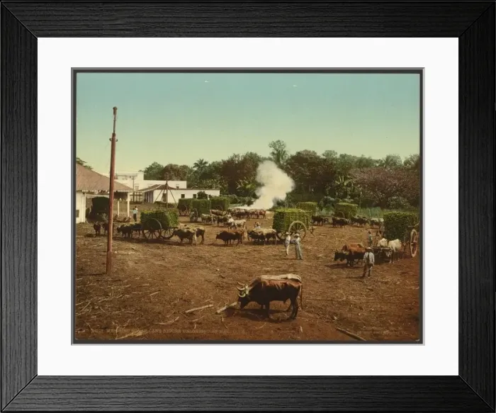 Framed Print : Weighing sugar cane before unloading at mill, Cuba Framed Print : Weighing sugar cane before unloading at mill, Cuba