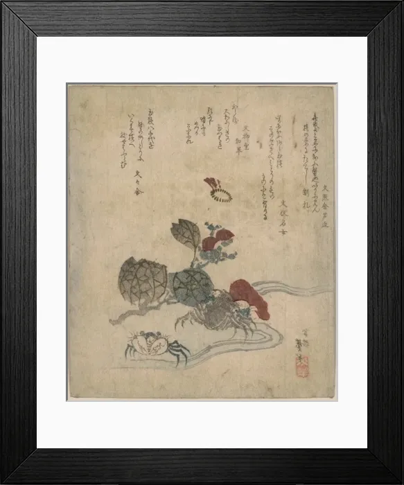 Framed Print : Benkei crab and camellia Framed Print : Benkei crab and camellia