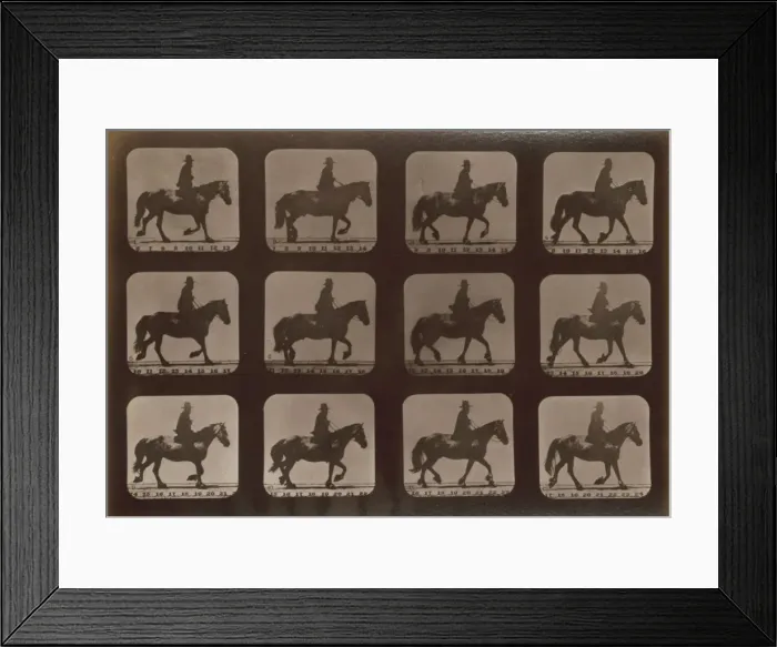 Framed Print : Horses. Trotting Framed Print : Horses. Trotting