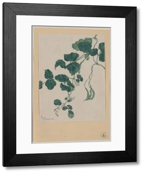 Framed Print : Mame - green bean or pea plant showing vine, leaves, pods, a Framed Print : Mame - green bean or pea plant showing vine, leaves, pods, a