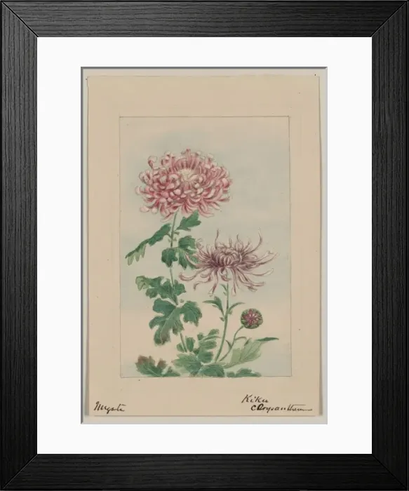 Framed Print : Kiku - chrysanthemum Framed Print : Kiku - chrysanthemum