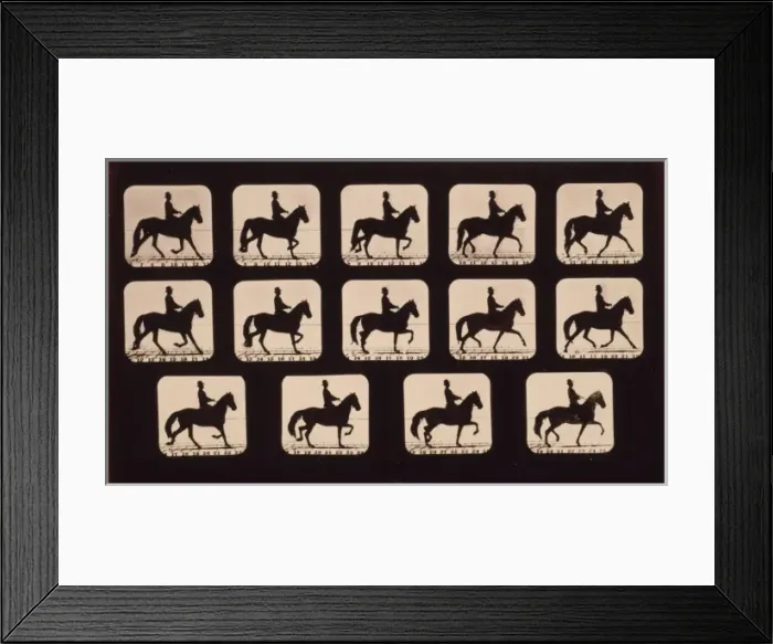 Framed Print : Horses. Trotting Framed Print : Horses. Trotting
