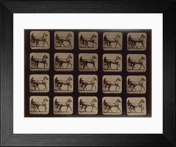 Framed Print : Horses. Trotting Framed Print : Horses. Trotting
