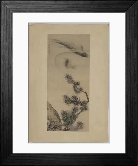 Framed Print : Koi under a pine branch Framed Print : Koi under a pine branch