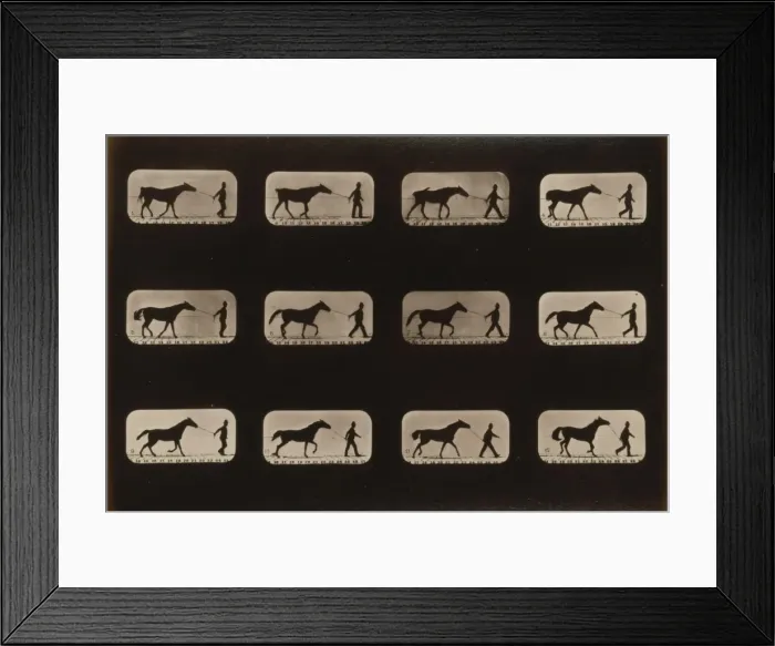 Framed Print : Horses. Irregular Framed Print : Horses. Irregular