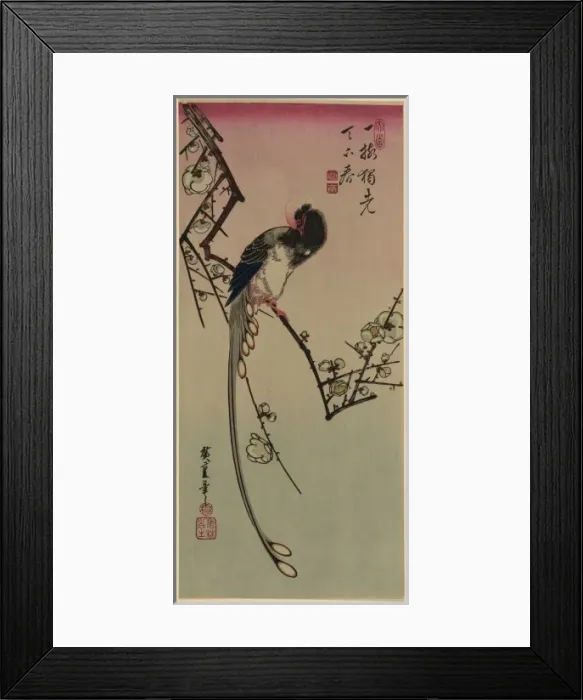 Framed Print : Plum blossom and magpie (long tailed cock onagadori) Framed Print : Plum blossom and magpie (long tailed cock onagadori)