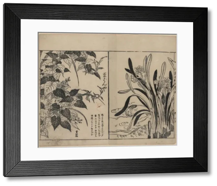 Framed Print : Vines and daffodils Framed Print : Vines and daffodils