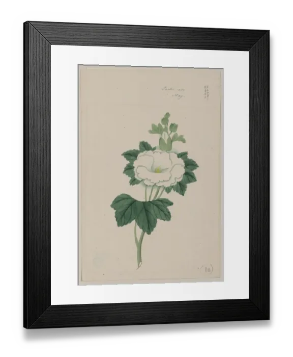 Framed Print : Tachi aoi - May Framed Print : Tachi aoi - May