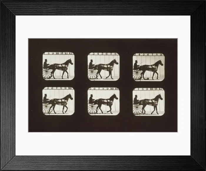 Framed Print : Horses. Walking Framed Print : Horses. Walking