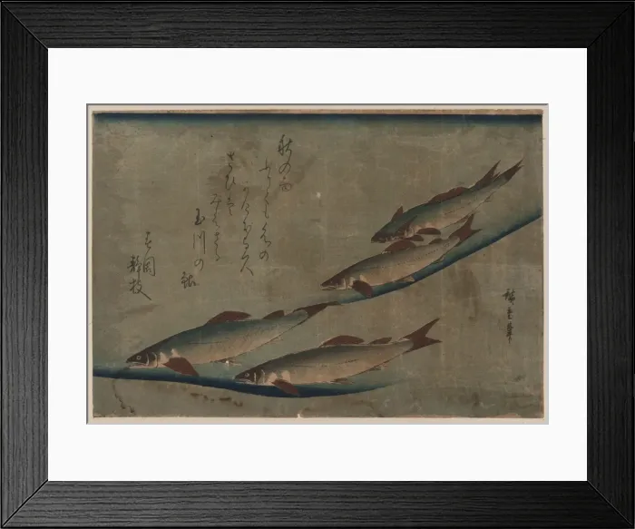 Framed Print : River trout (Ayu) Framed Print : River trout (Ayu)