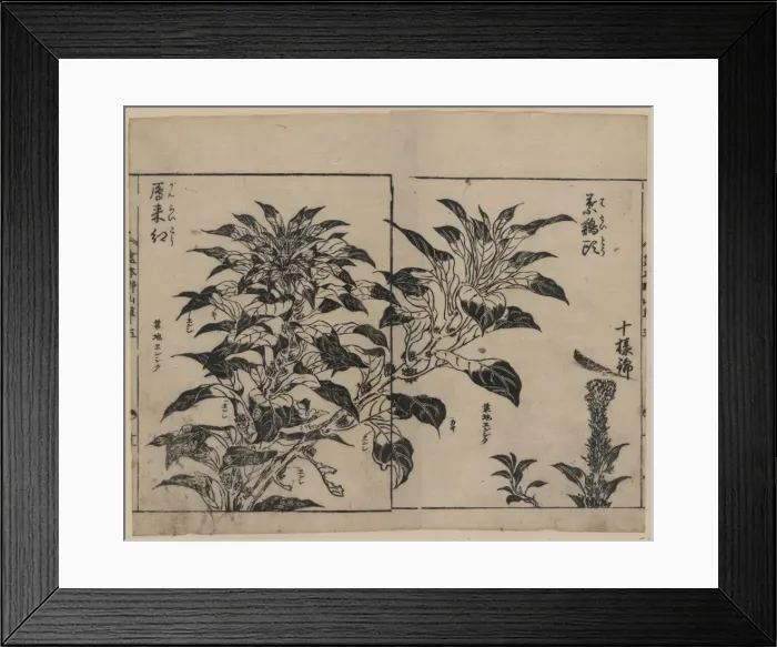 Framed Print : Cockscomb and two kinds of amarantha Framed Print : Cockscomb and two kinds of amarantha