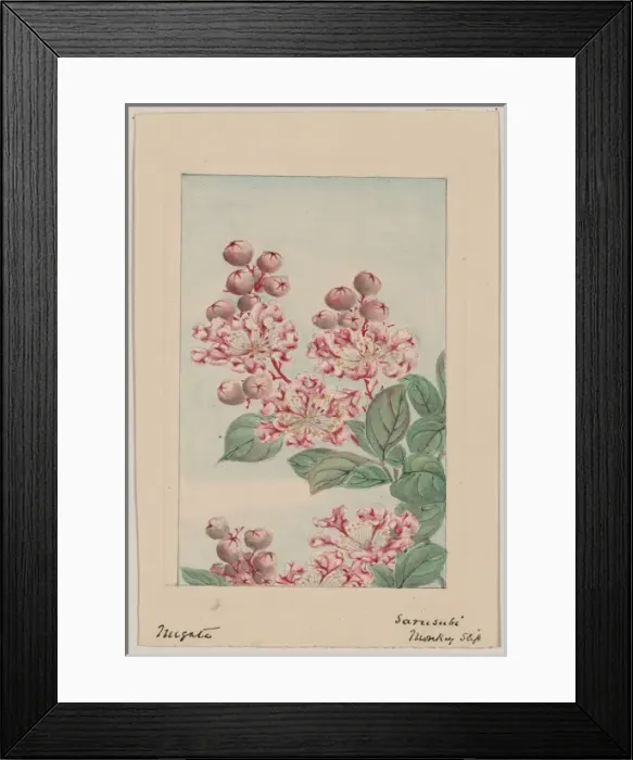 Framed Print : Sarusubi i. e. saru-suberi monkey slip Framed Print : Sarusubi i. e. saru-suberi monkey slip