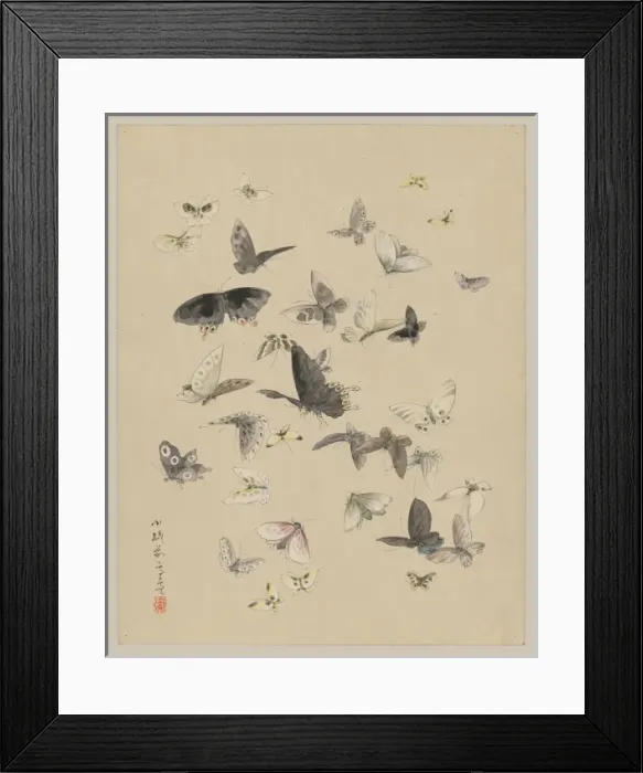 Framed Print : Butterflies and moths Framed Print : Butterflies and moths