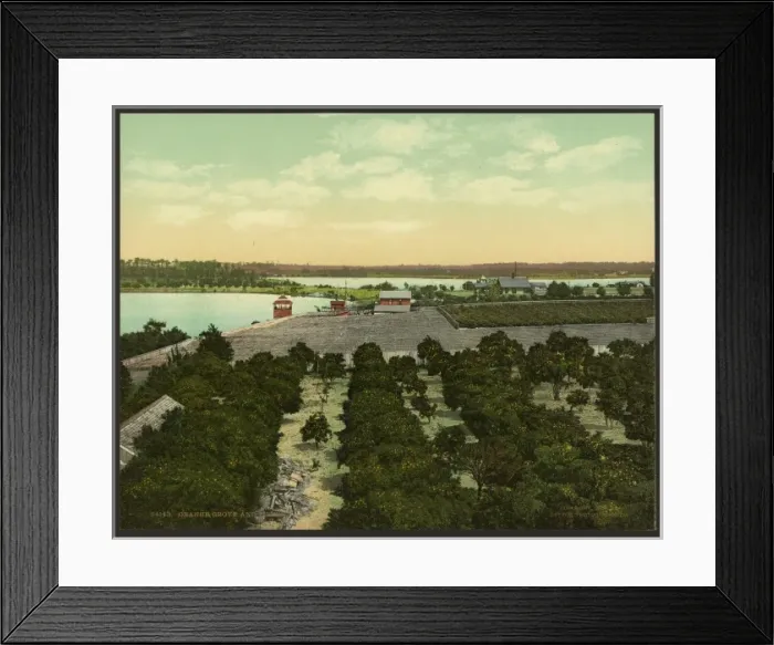 Framed Print : Orange grove and pineries Framed Print : Orange grove and pineries