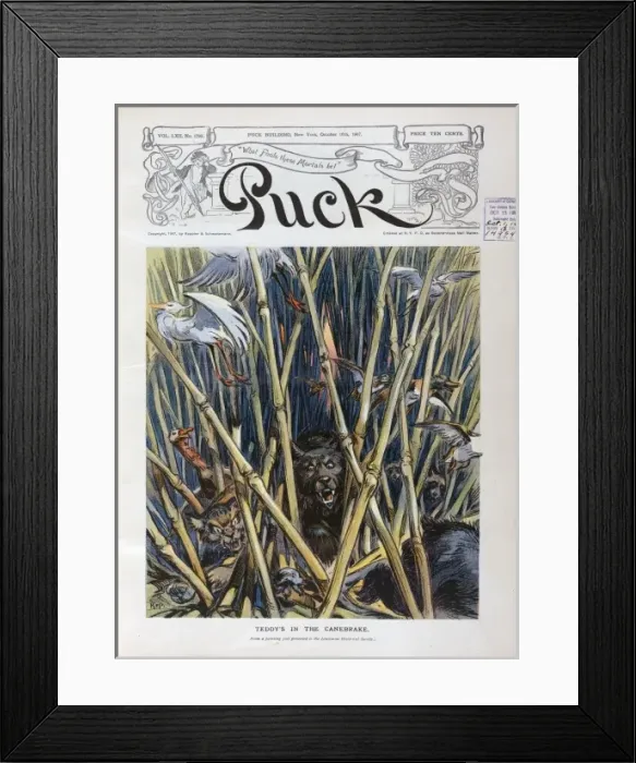 Framed Print : Teddys in the canebrake Framed Print : Teddys in the canebrake