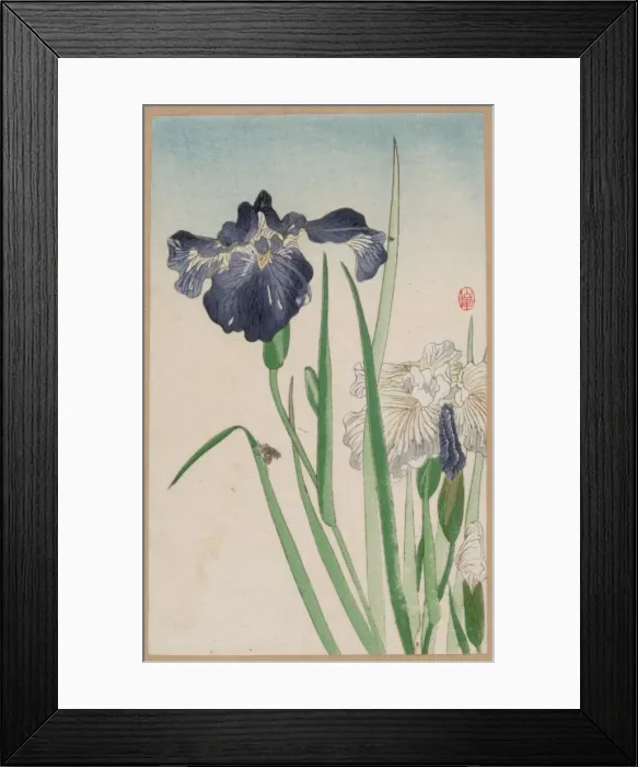 Framed Print : Irises. Date between 1900 and 1930 Framed Print : Irises. Date between 1900 and 1930