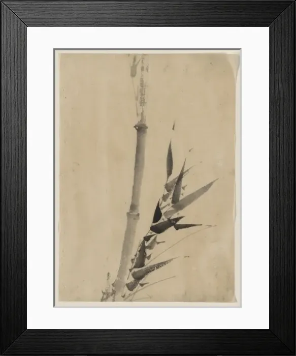 Framed Print : Bamboo. Date between 1830 and 1850 Framed Print : Bamboo. Date between 1830 and 1850