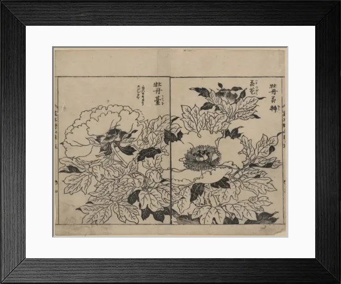 Framed Print : Peony blossoms Framed Print : Peony blossoms