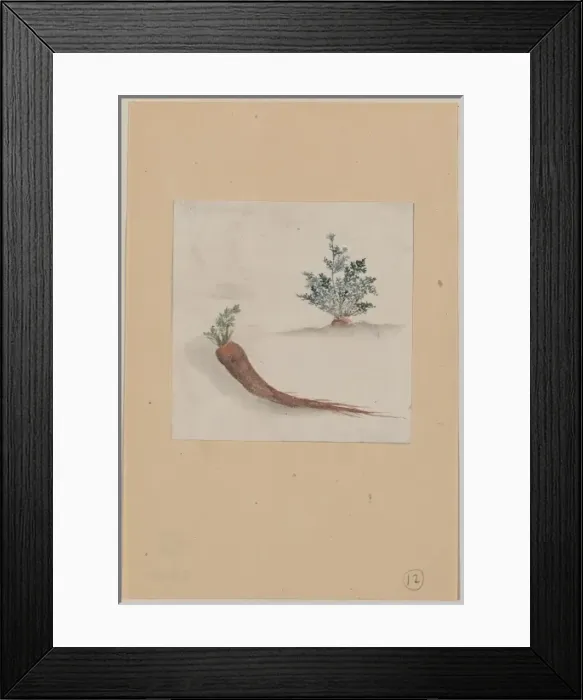 Framed Print : Parsnips or carrots with plant growing in the background Framed Print : Parsnips or carrots with plant growing in the background