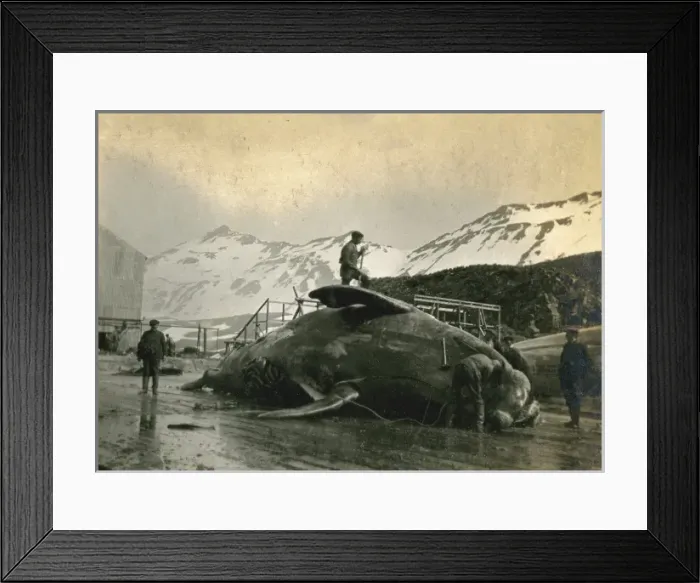 Framed Print : Whaling, South Georgia, 1912 (2). Date: 1912 Framed Print : Whaling, South Georgia, 1912 (2). Date: 1912